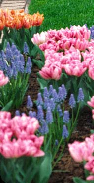 pink tulips