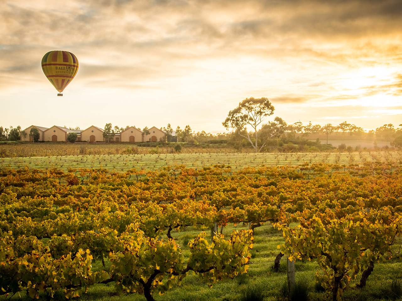 Barossa Valley Hot Ballooning