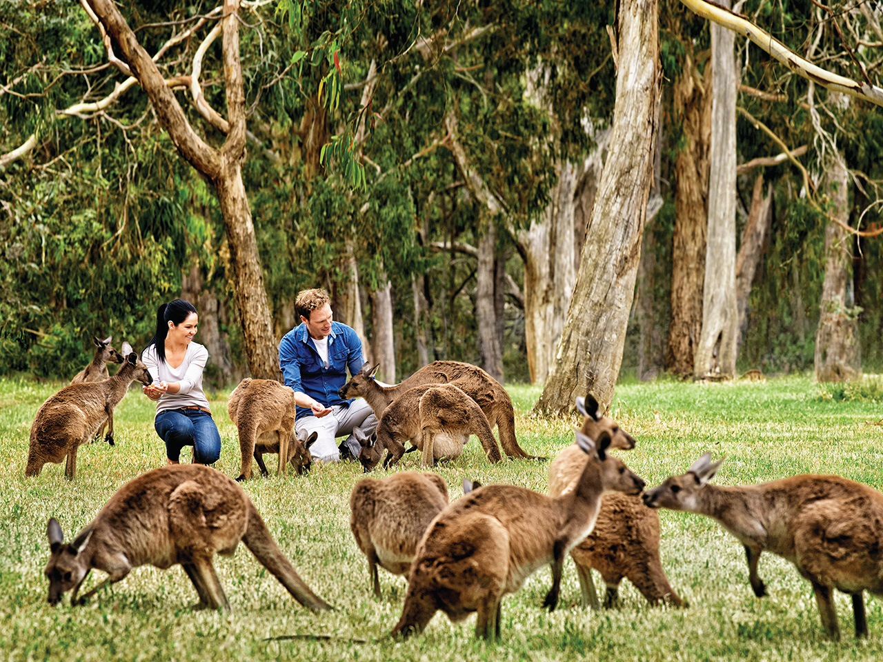 Adelaide Hills Experience